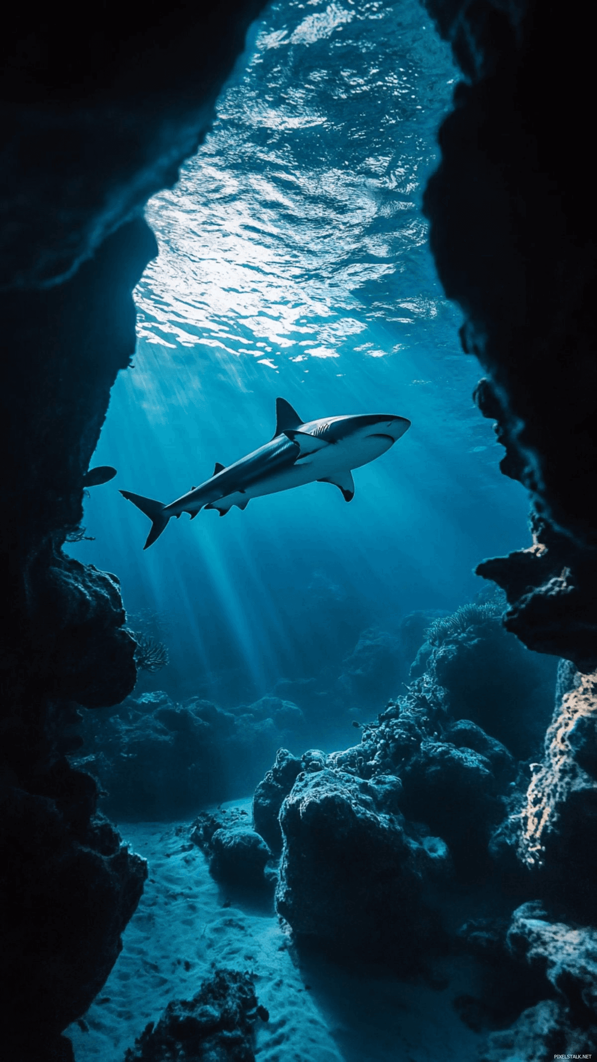 sharks