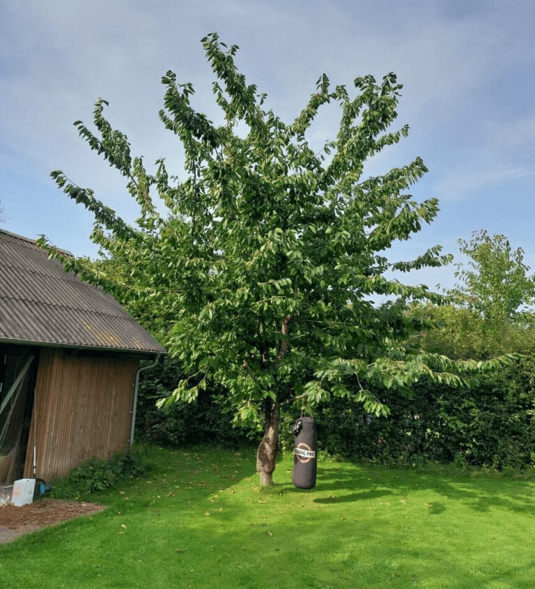 Close-up of a sleek dark green SUV with modern design elements, illuminated against a dark green background.