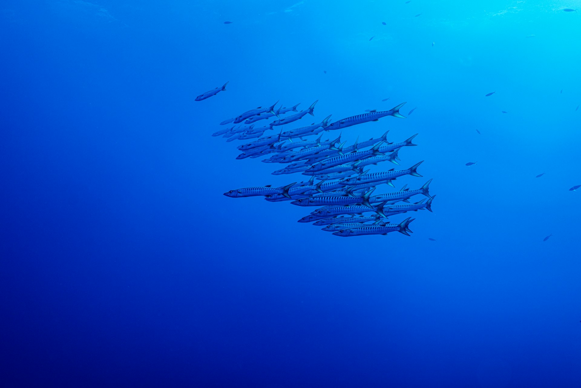 School of barracuda hanging in deep blue water