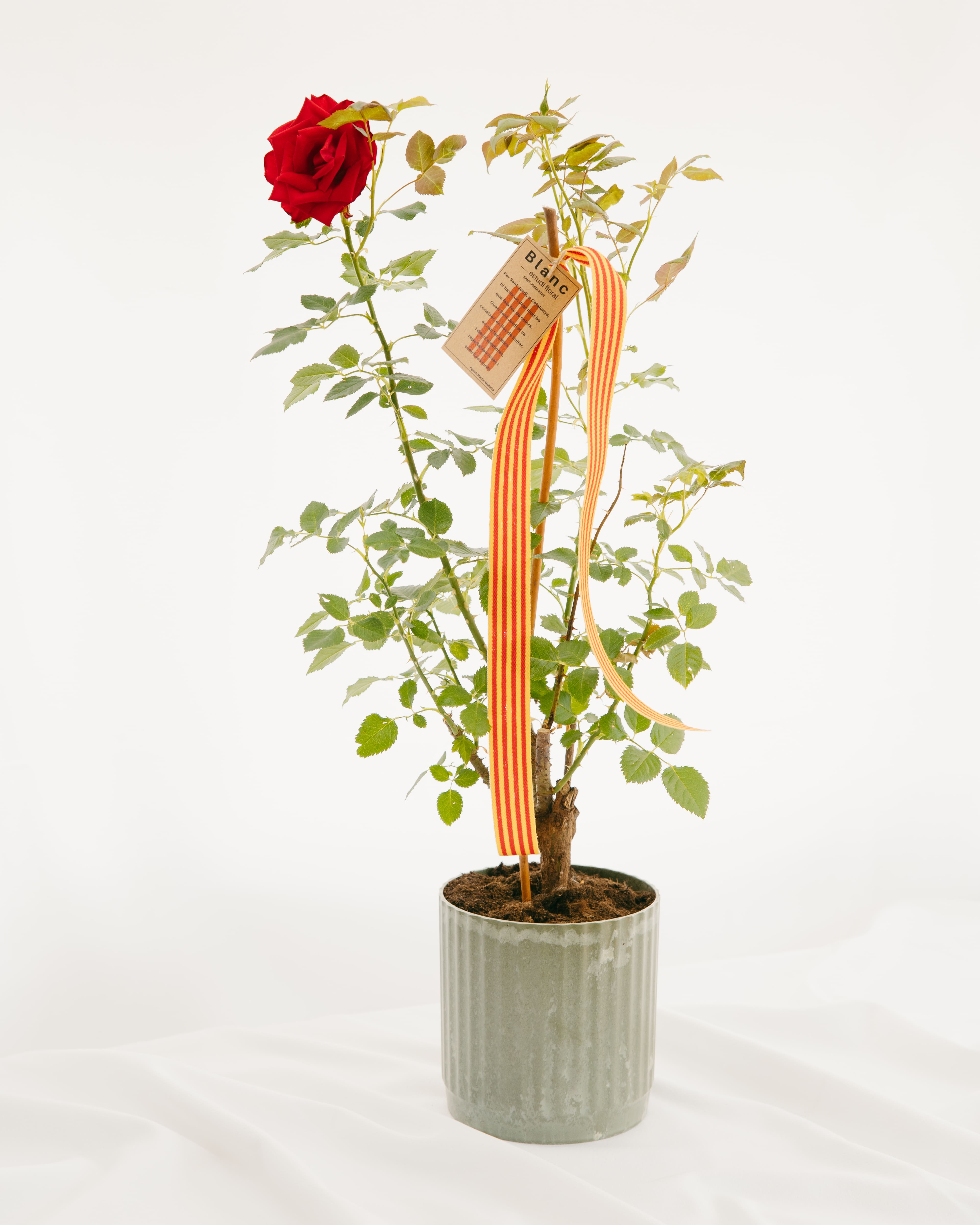 Vista completa d'un roser natural en un test de terracota sobre fons blanc, amb una rosa vermella vibrant a la part superior, fullatge abundant i decoració de cinta de la senyera i etiqueta de cartró.