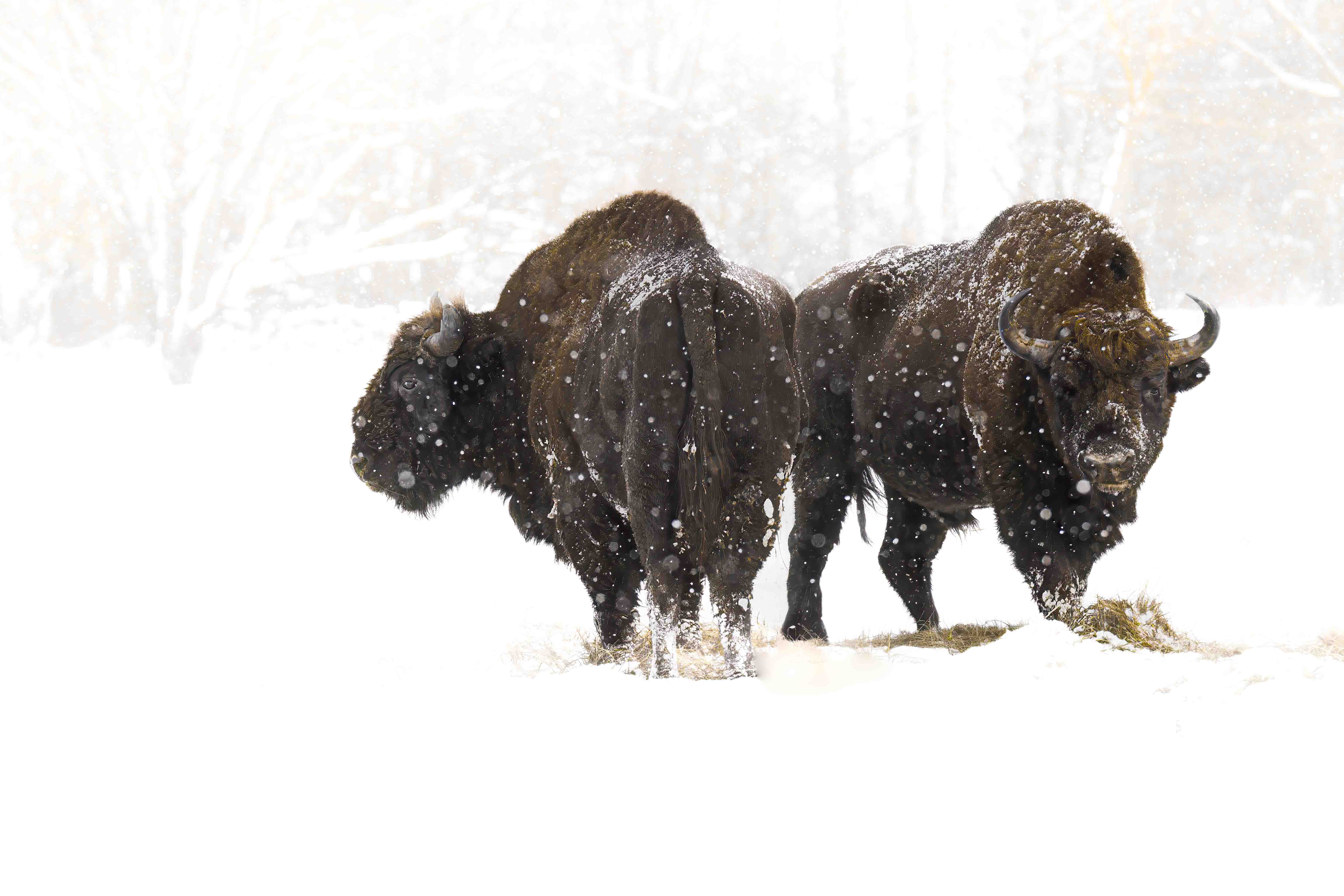 Sale temps pour les bisons d'Europe