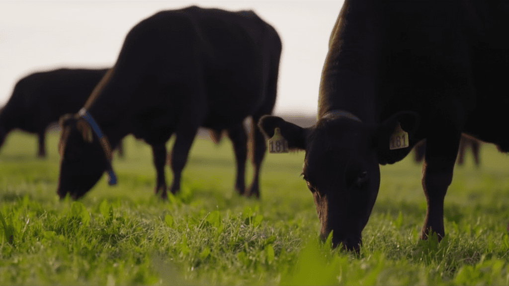Cow grazing grass