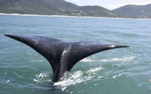 Cauda de Baleia à vista no Rosa