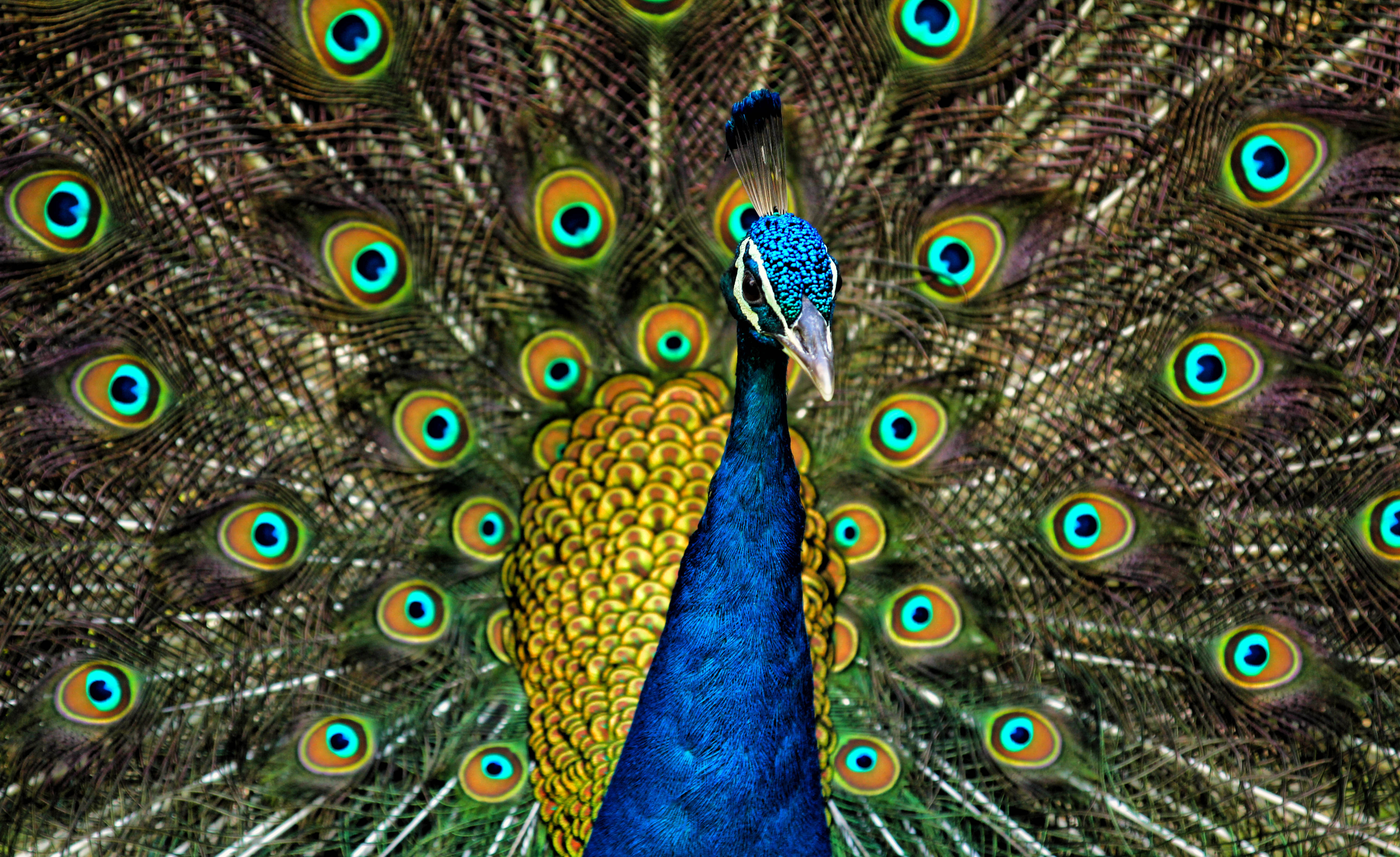 Peacock tail displaying costly signalling