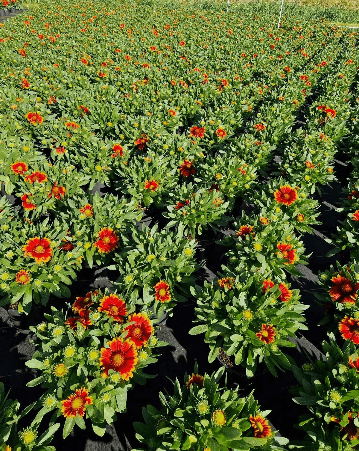 Buiten gekweekte planten
