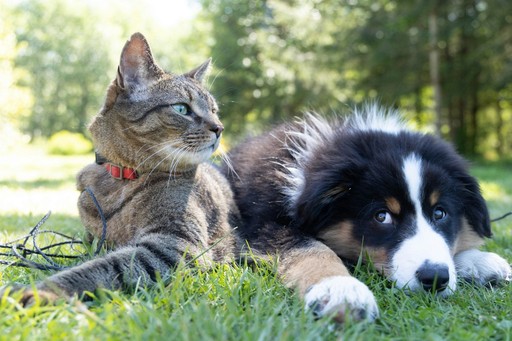 Cat and Dog Image