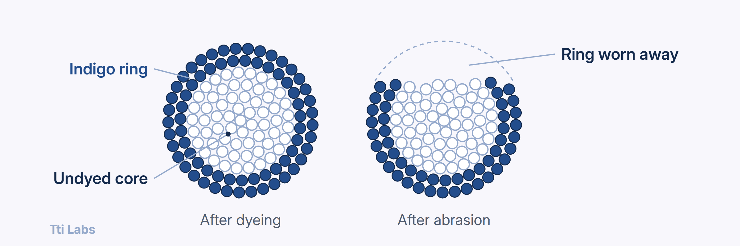 Two cross-sections of a denim yarn made of many fibres. After dyeing, only the outer layers of fibres carry indigo, as a ring around a large undyed core. After abrasion, the top of the ring is worn away and the white core shows at the surface.