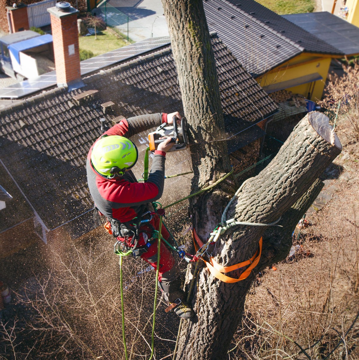 Standard Tree Removal