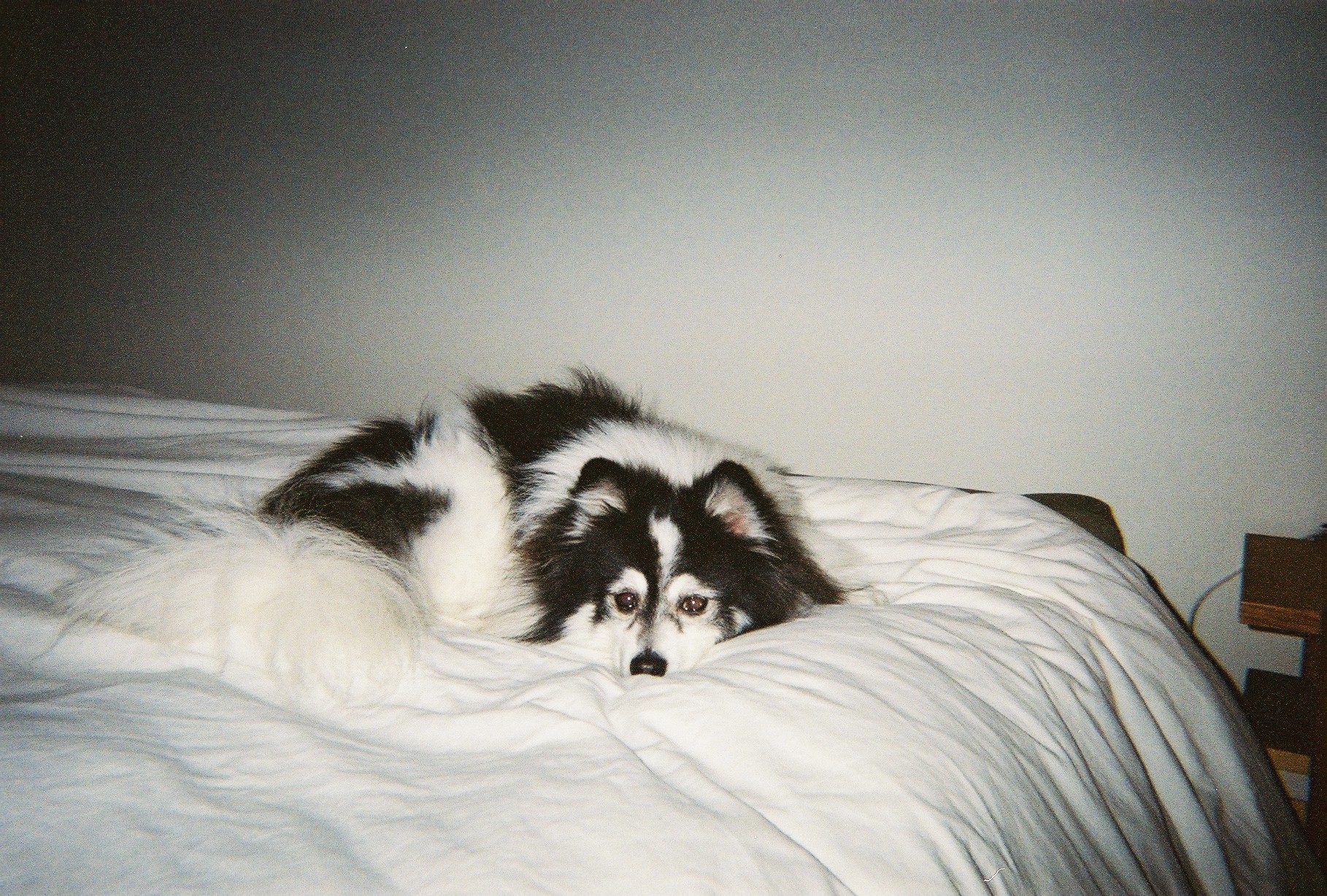 A green butterfly rests on a flower.