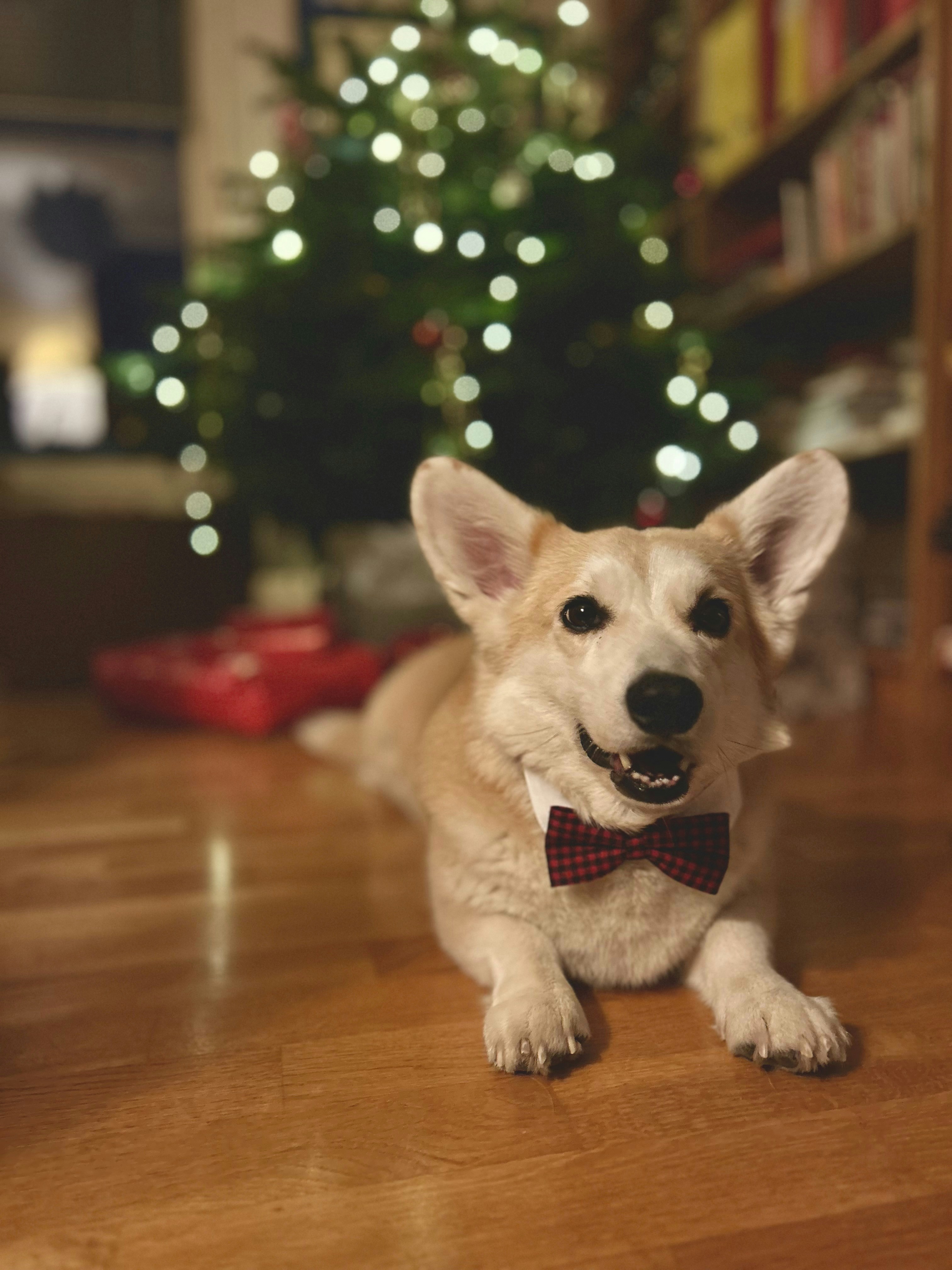 A corgi wearing a bow tie near a christmas tree.