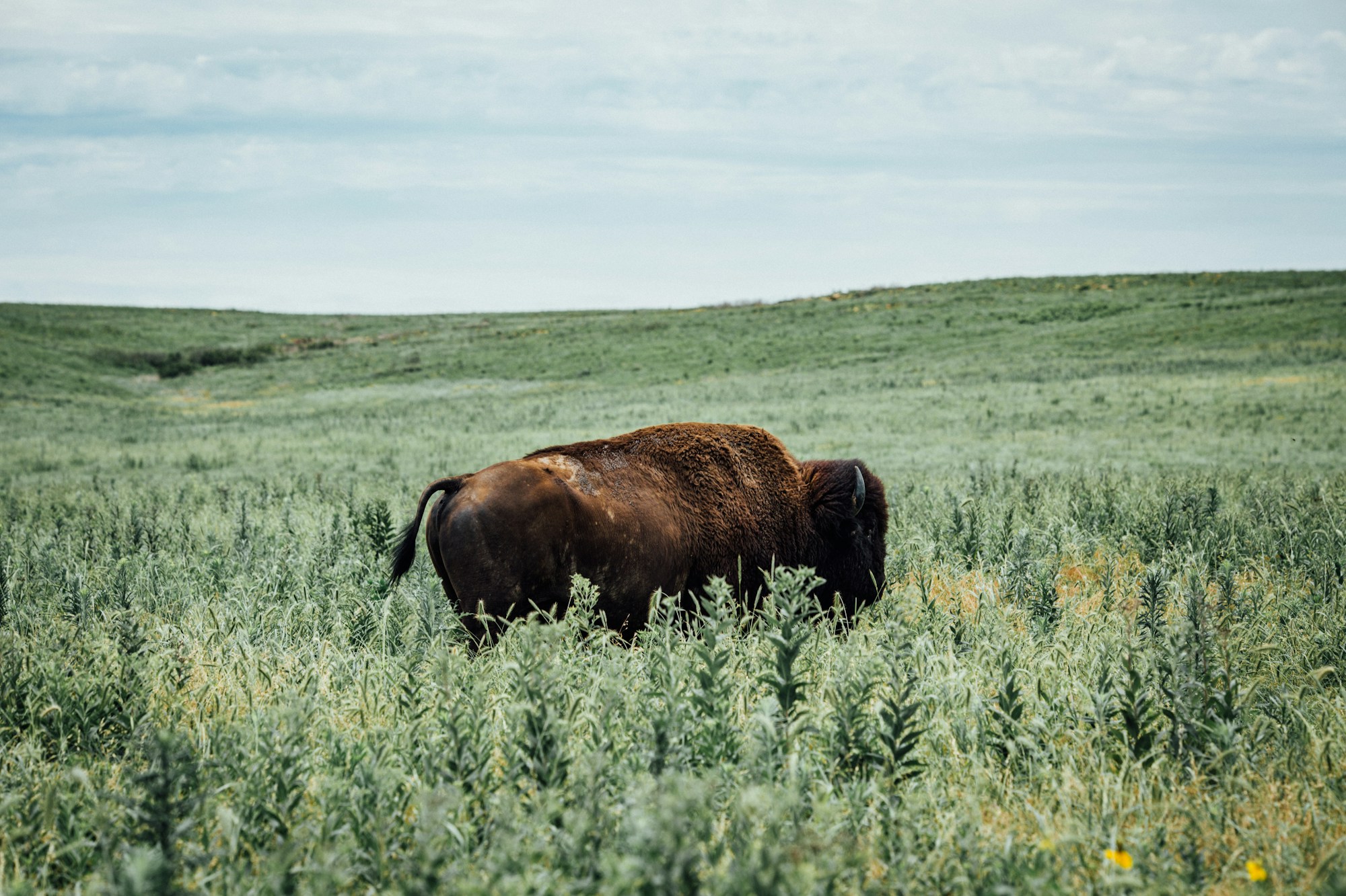 American bison grazing in a summer prairie