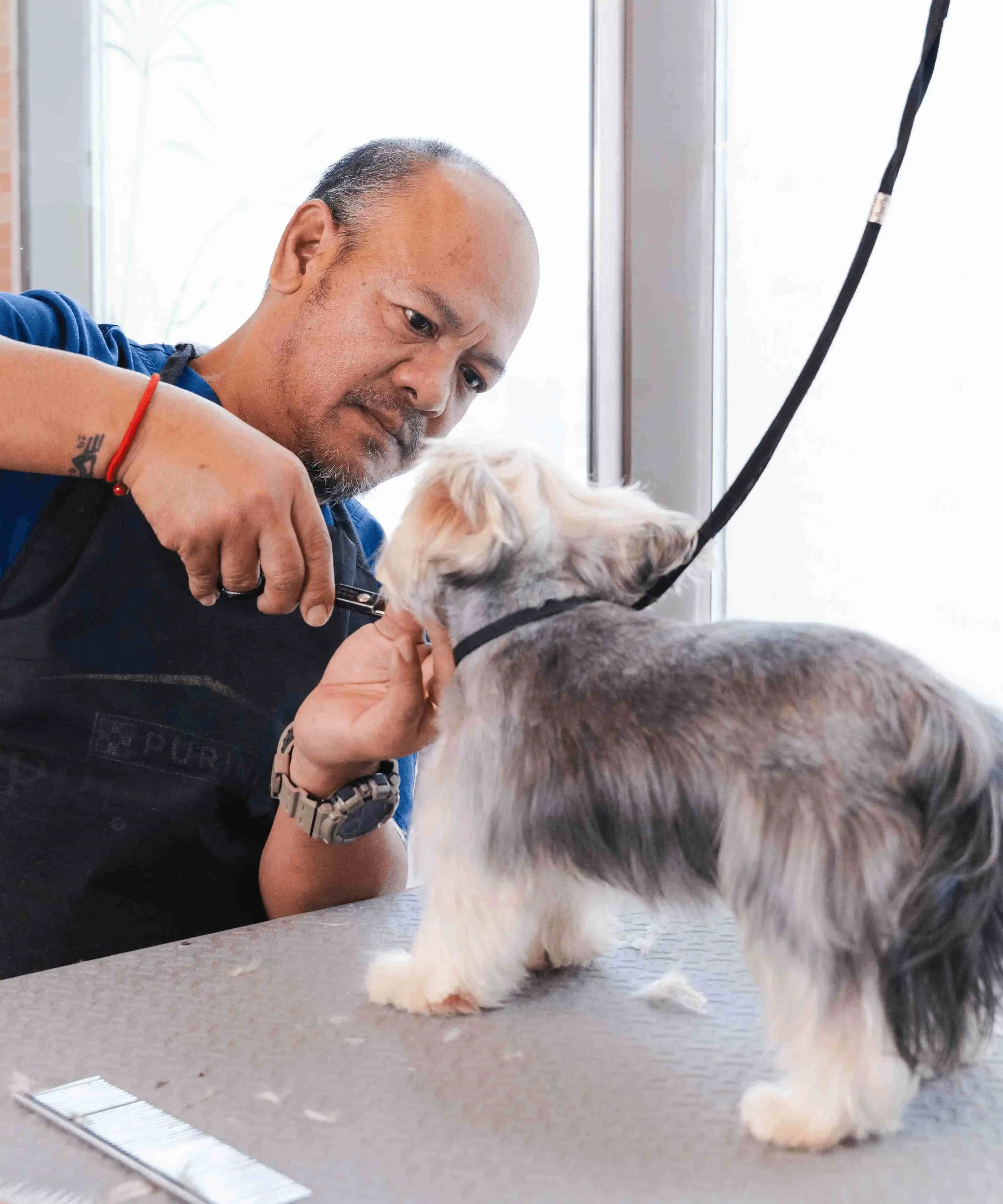 A pet groomer carefully cuts and trims the dog's hair.