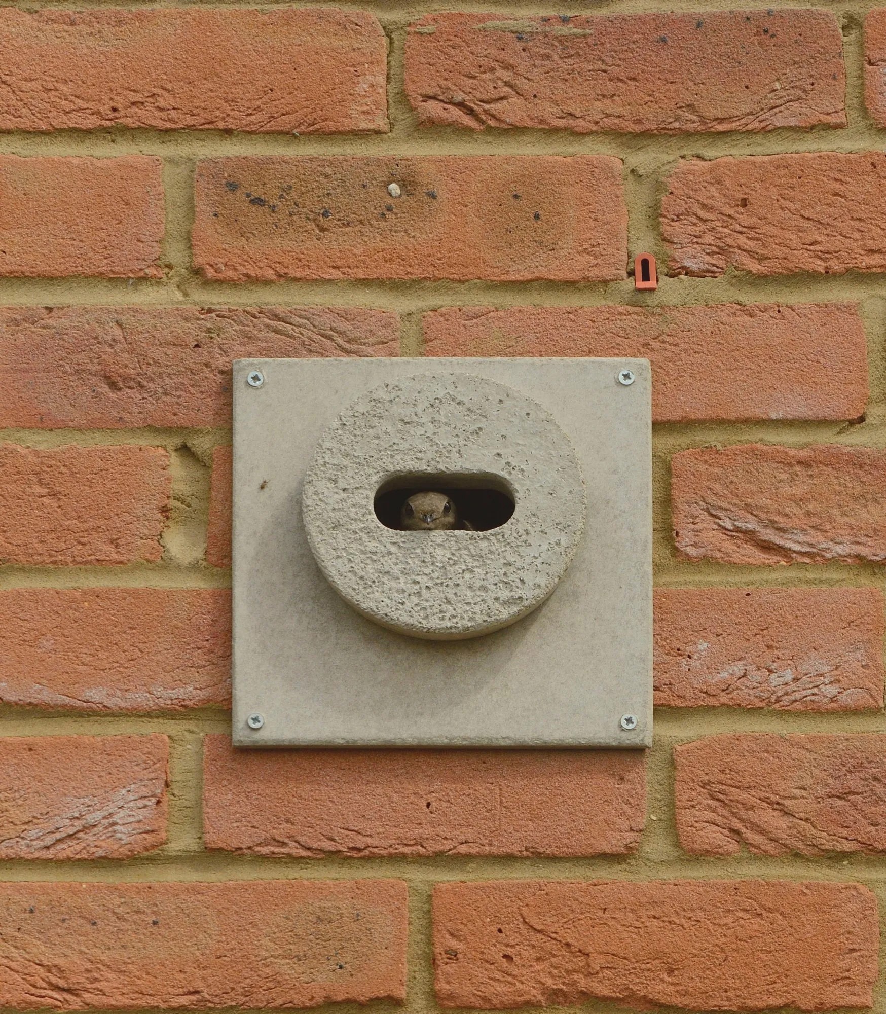 Scotland mandates swift bricks in all new homes