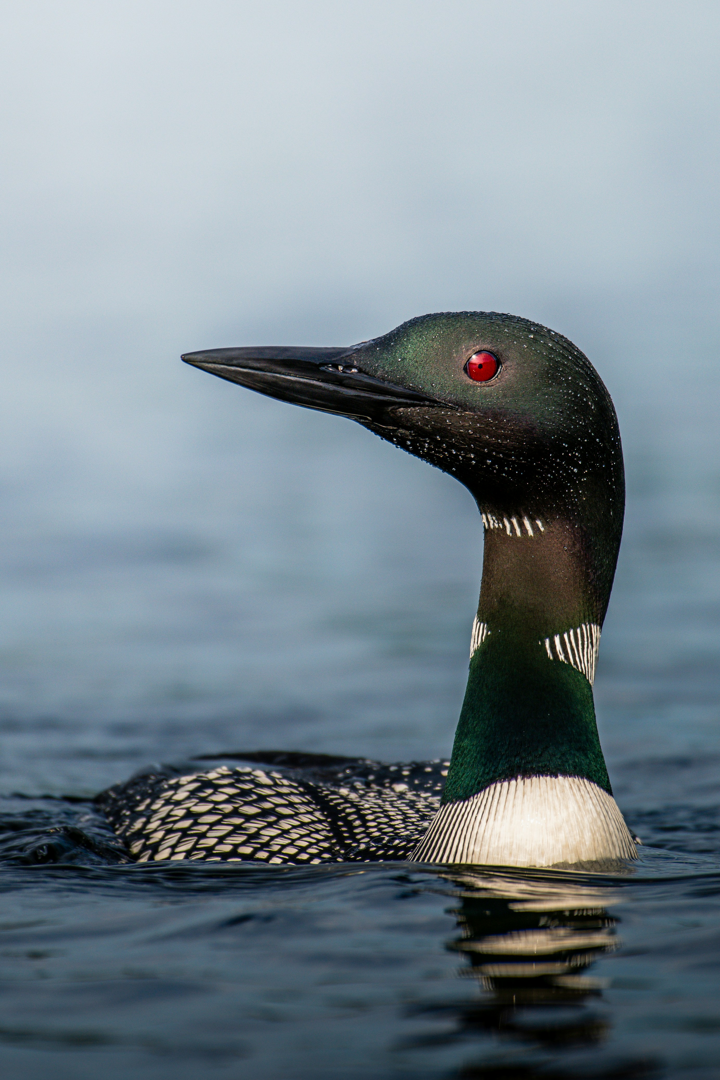 a black and white bird floating on top of a body of water