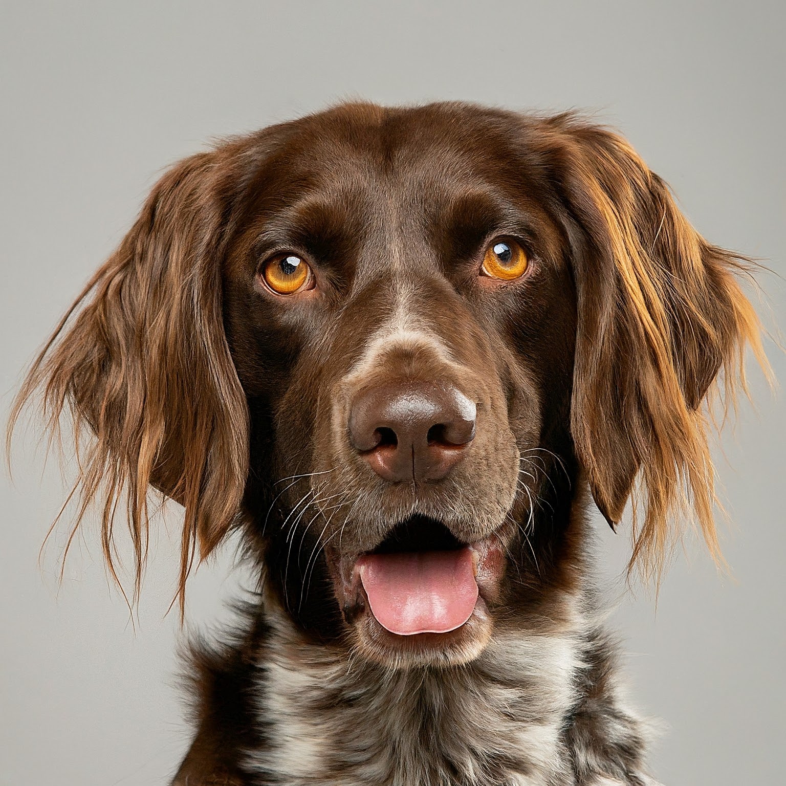 BUDDYUNO, Small Munsterlander Pointer