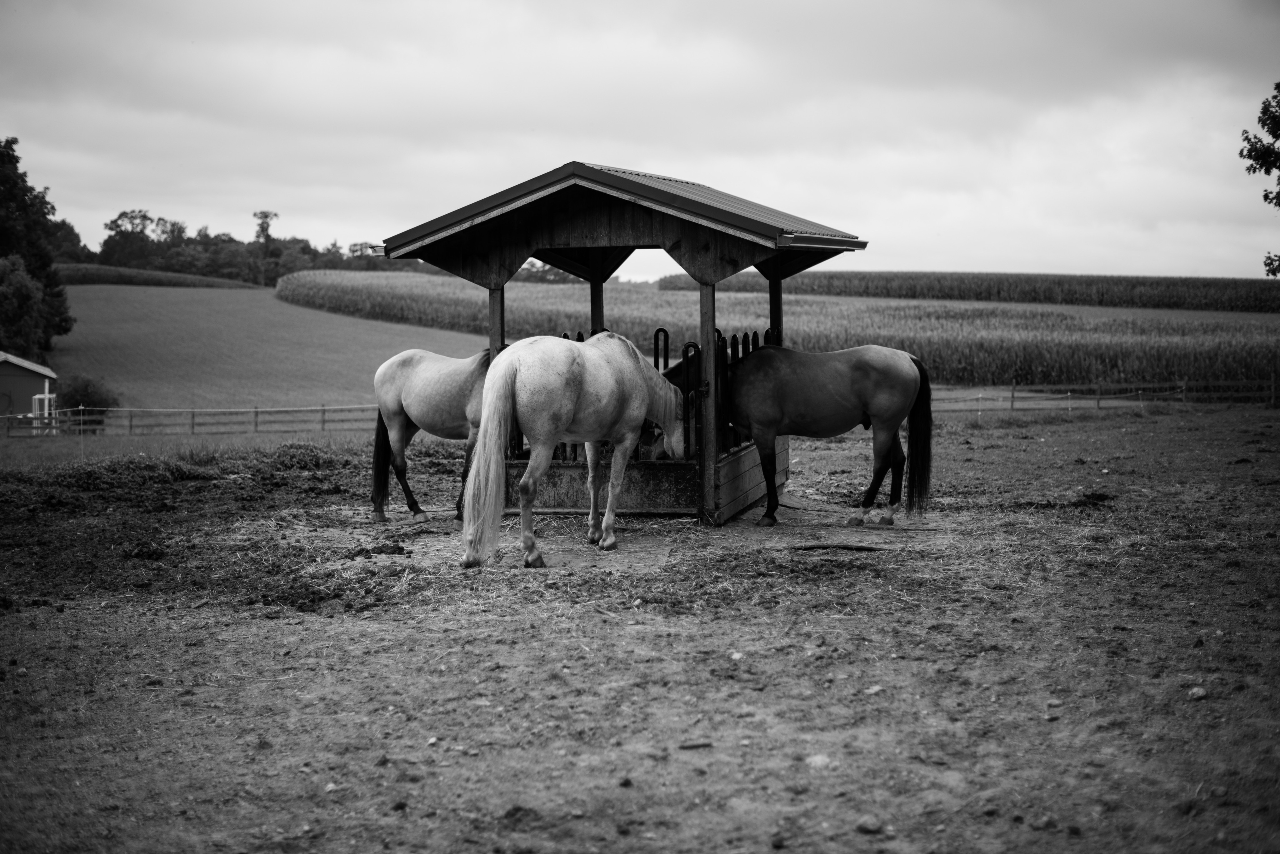 four horses around a feeding trough in front of a large cornfield 