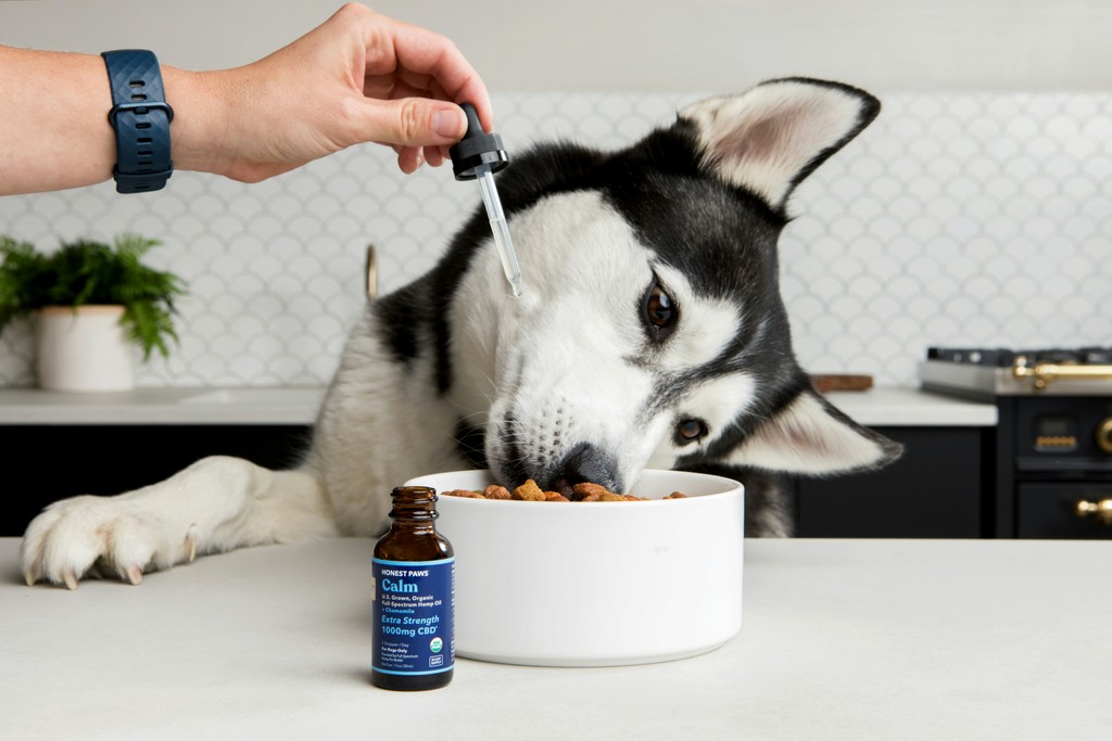 Pet owner giving nutritional supplement to dog representing pet care products
