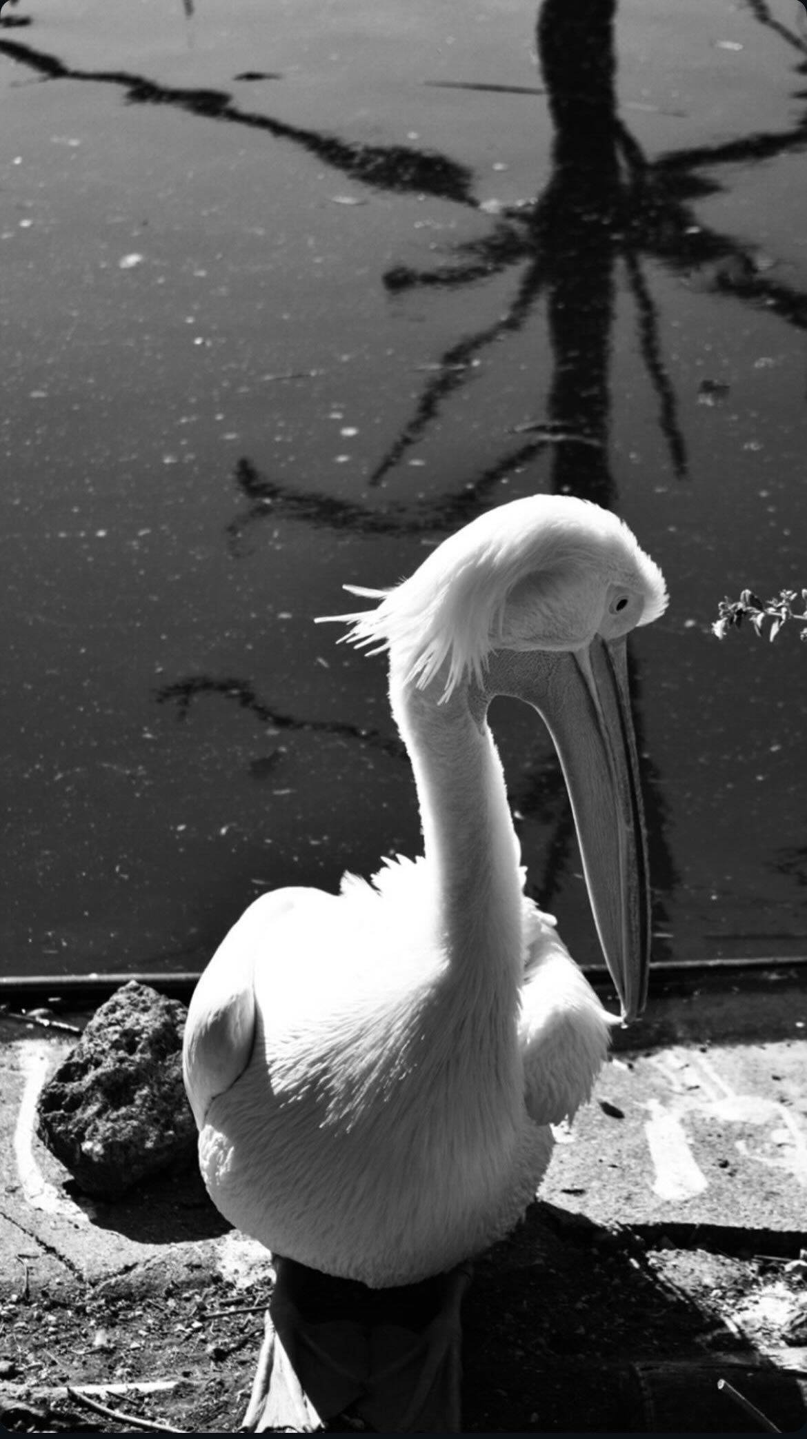 brown tabby kitten sitting on floor