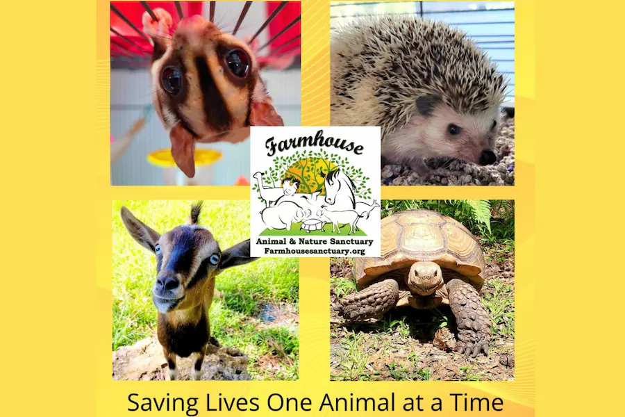 Four animals are featured in separate sections of this collage, including a close-up of a sugar glider, a hedgehog on a striped surface, a goat standing on grass, and a tortoise on a path, with a central logo reading "Farmhouse Animal & Nature Sanctuary" against a bright yellow background, captioned "Saving Lives One Animal at a Time," promoting wildlife care in Bradenton, FL.