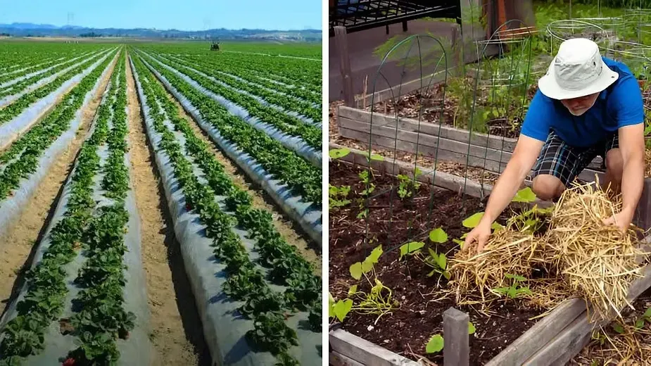 Different Types of Mulching in Agriculture.webp