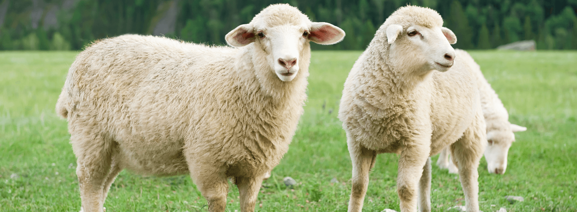 Deux mouton blanc dans un pré