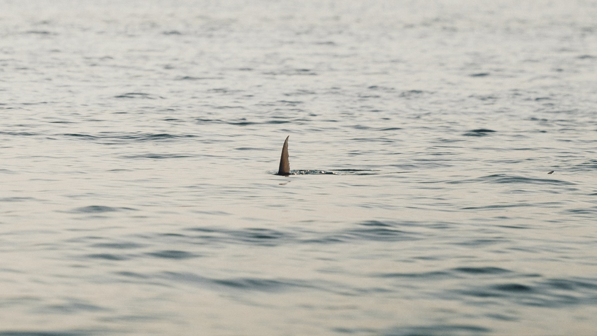 Closeup of a tailing permit