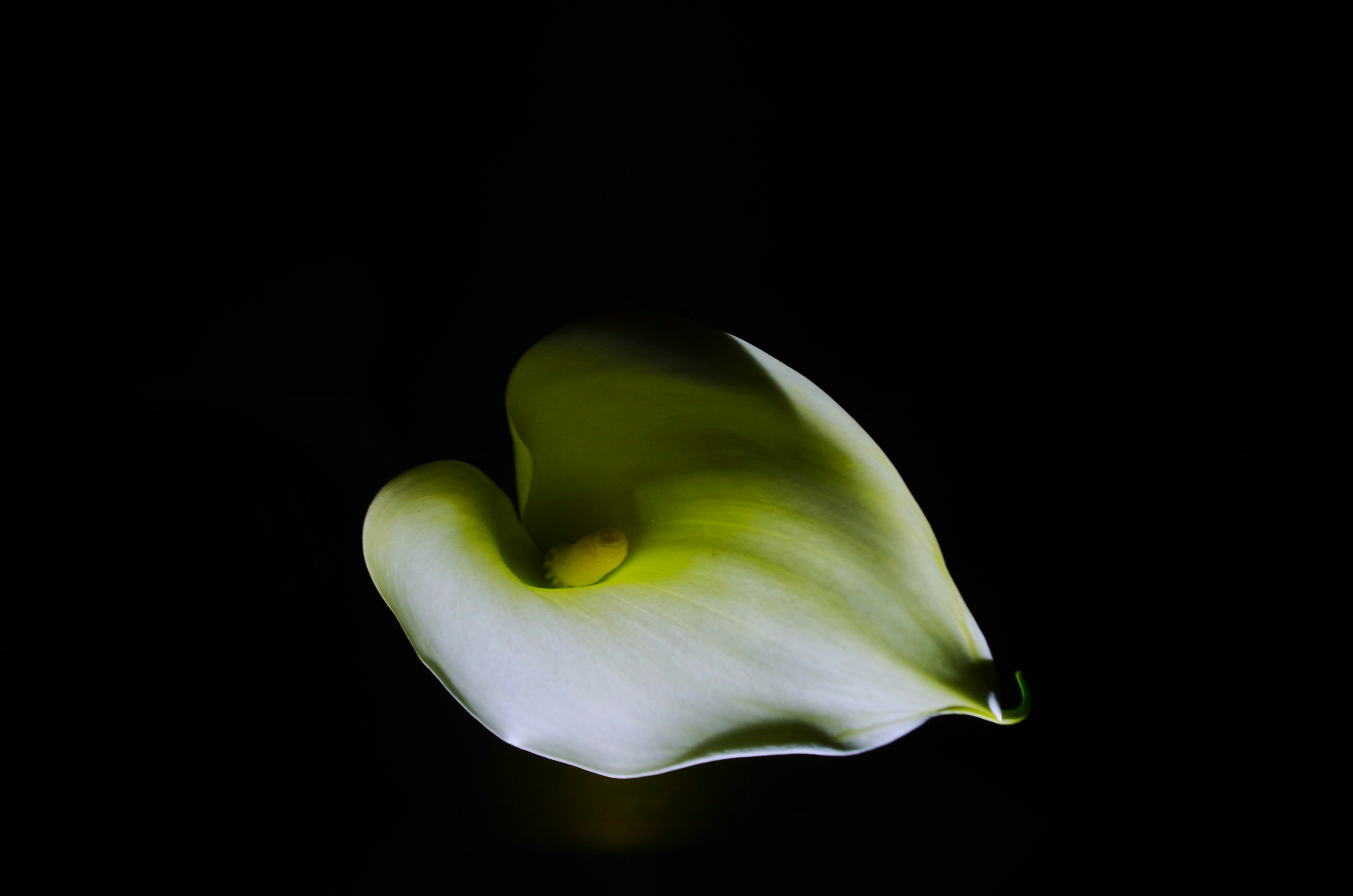 Soft, organic white form floating against a dark background, resembling a petal or folded fabric.