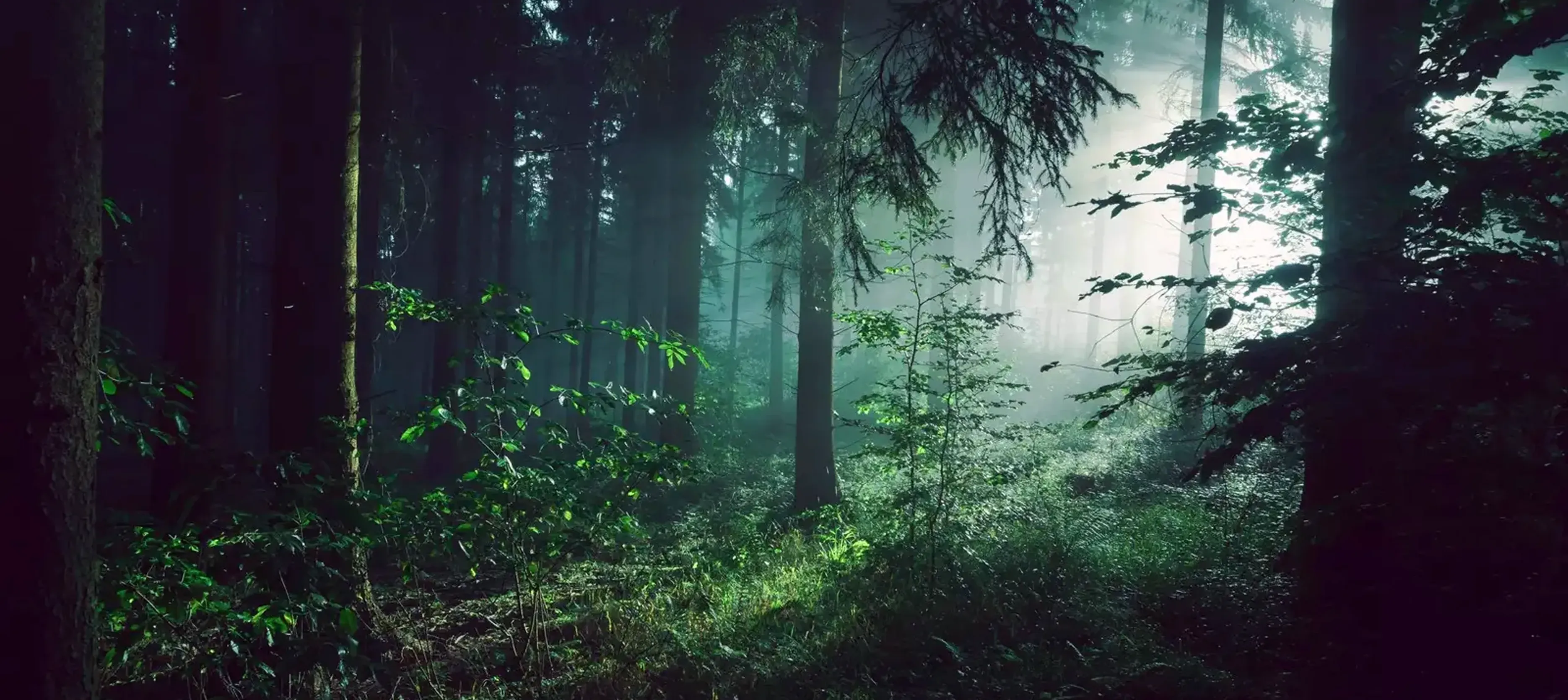 Dr. Cécile Valantin visual identity imagery – soft-focus misty forest with tall trees in serene green tones, evoking calm, transformation, and emotional healing by Teatime Studio.