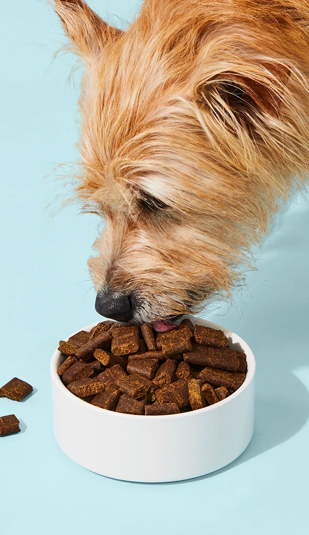 FILL THEIR BOWL