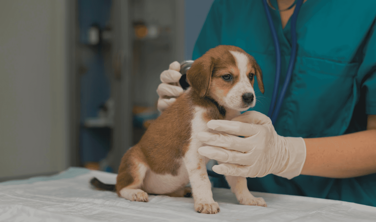 Um veterinário cuidando de um cachorro filhote em seu consultório