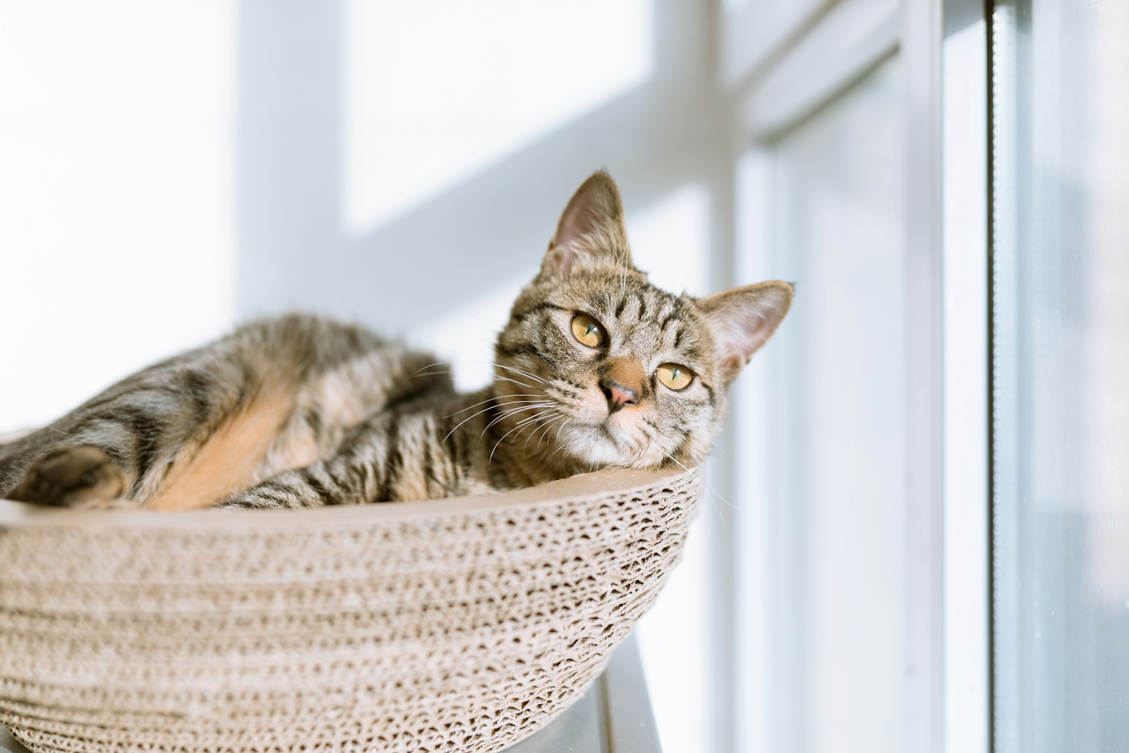 Cat resting by a bright window in a spacious suite