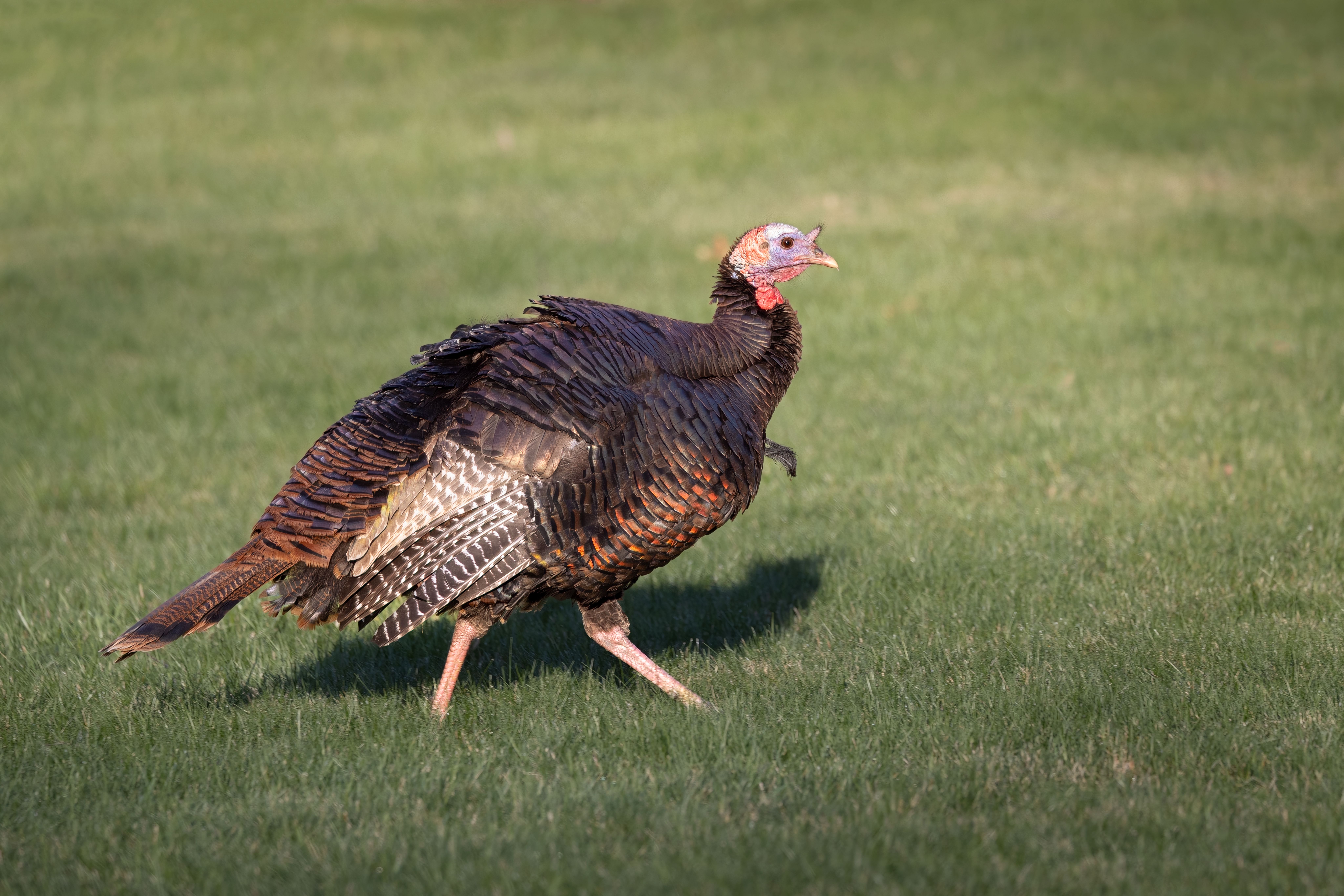 Wildlife You Might Spot in the Smoky Mountains This Summer