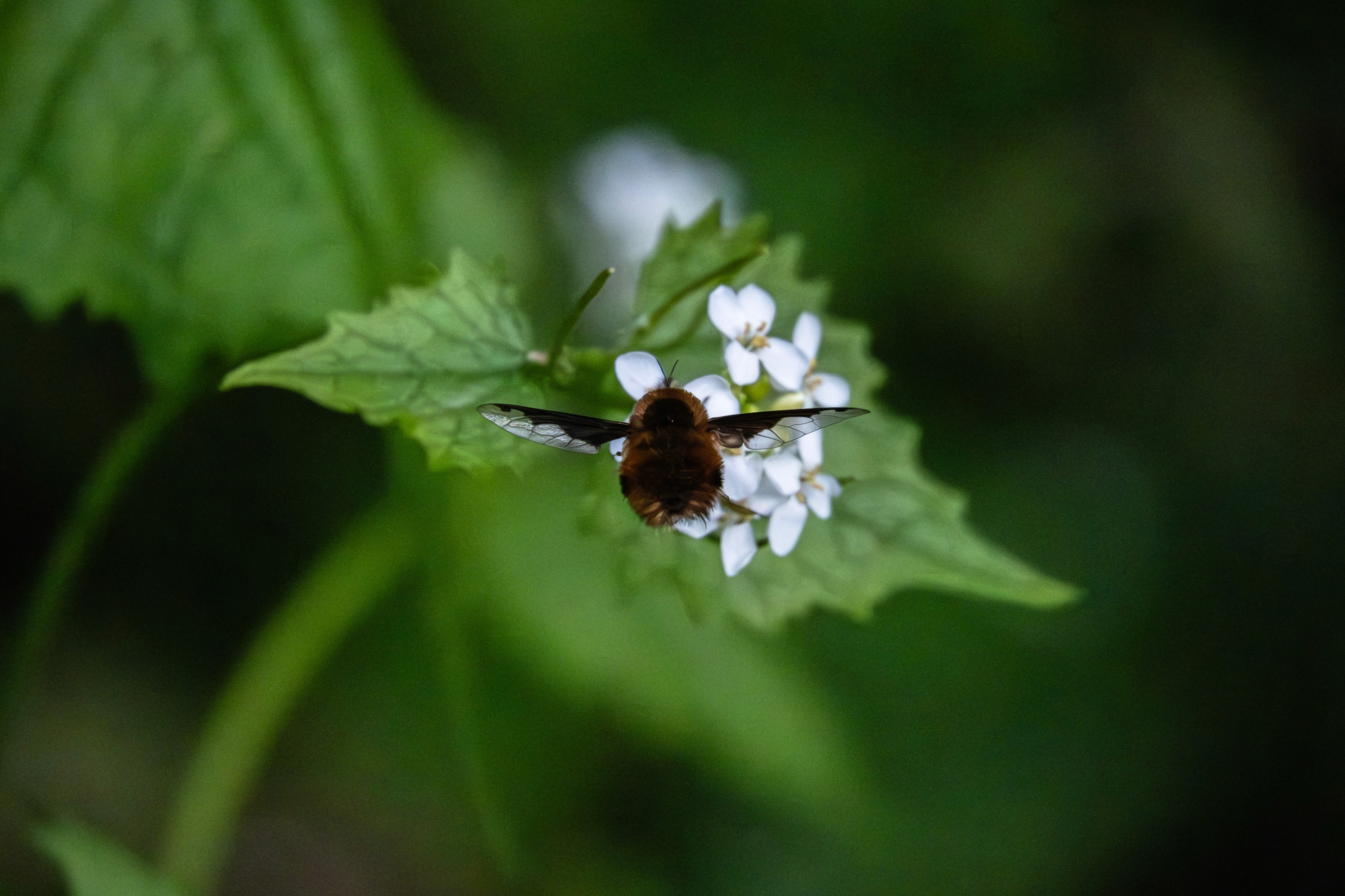 Action macro shot of a honeybee captured in mid-air flight just above a weathered wooden fence post.