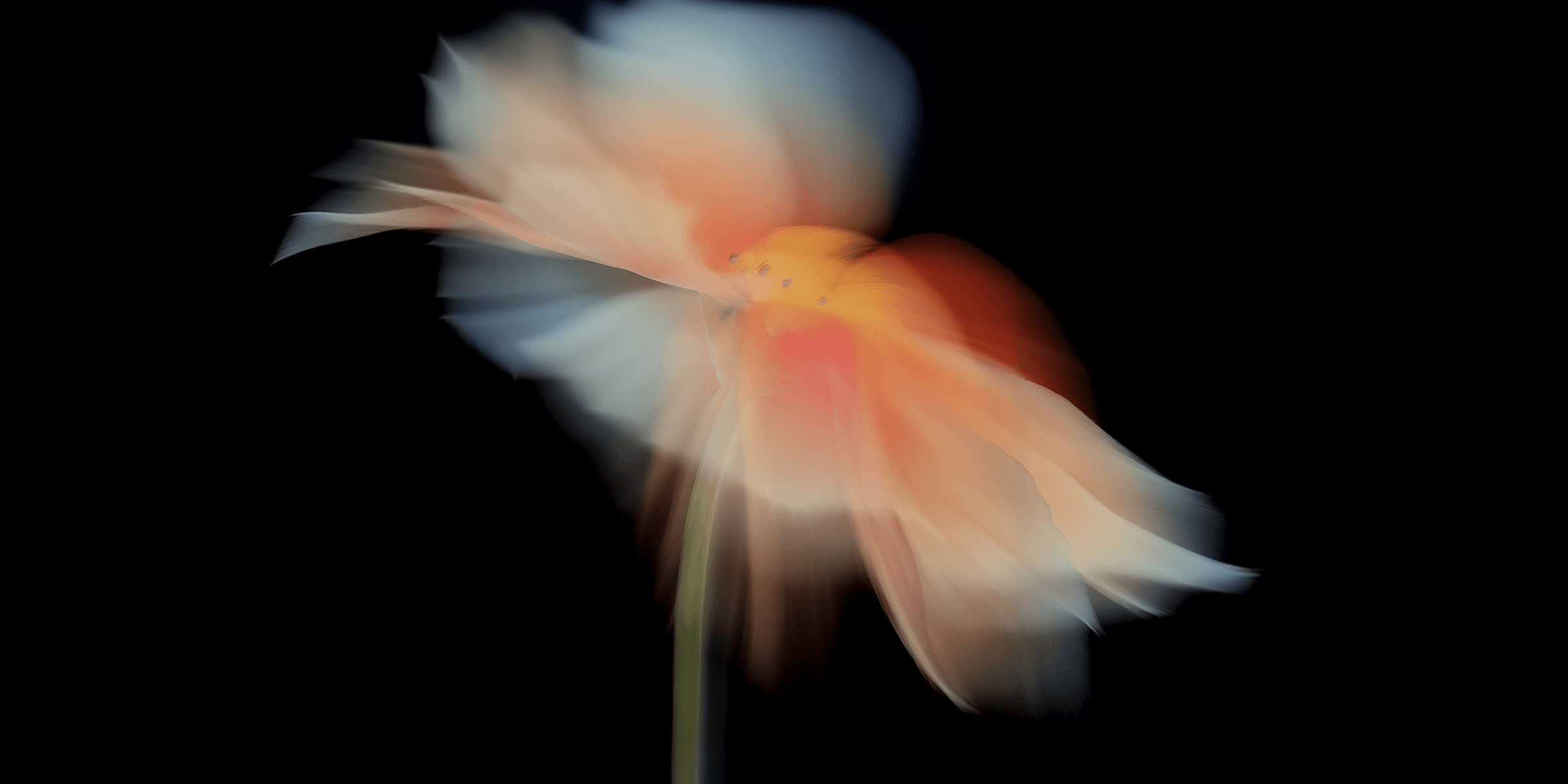 Motion blur flowers