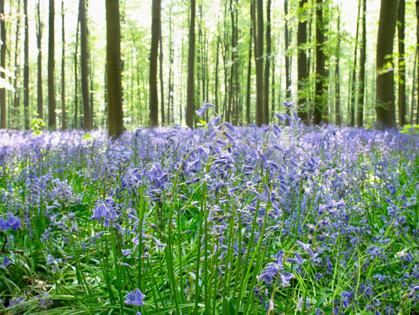 An image of a field of bluebells