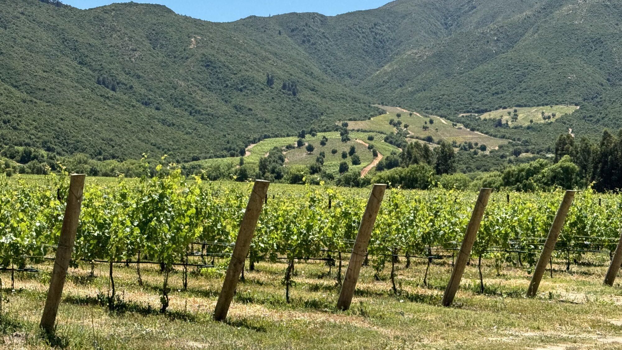 Andrea León explains the Clos Apalta vineyard from a hillside overlooking Chile's Apalta Valley.