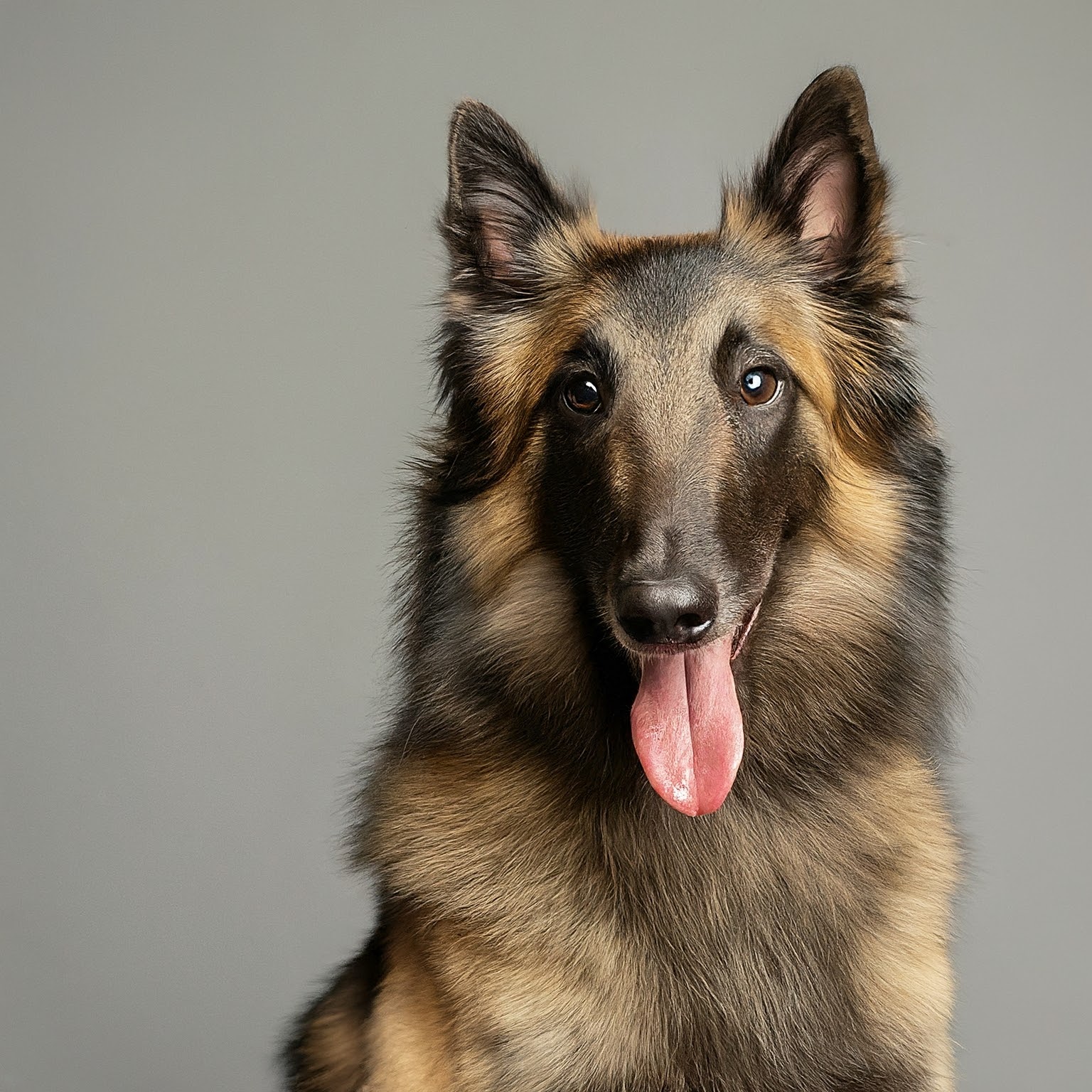 BUDDYUNO, Belgian Tervuren