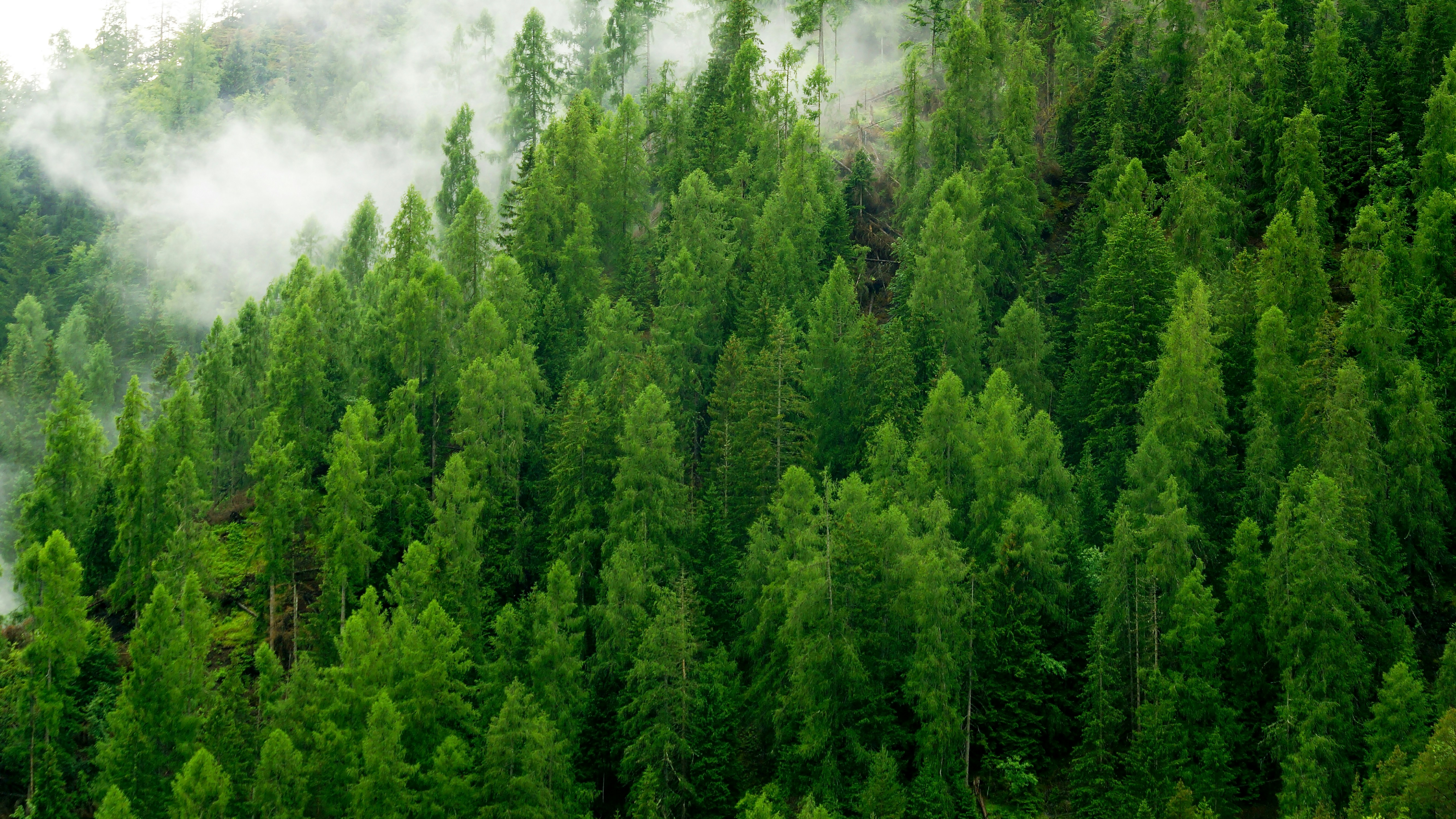 Aerial view of a green pine forest partially covered by a cloud on the left side