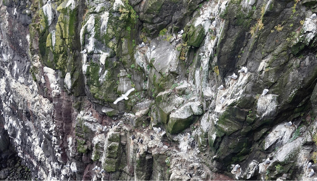 Felswand mit grünem Moos und weißen Flechten