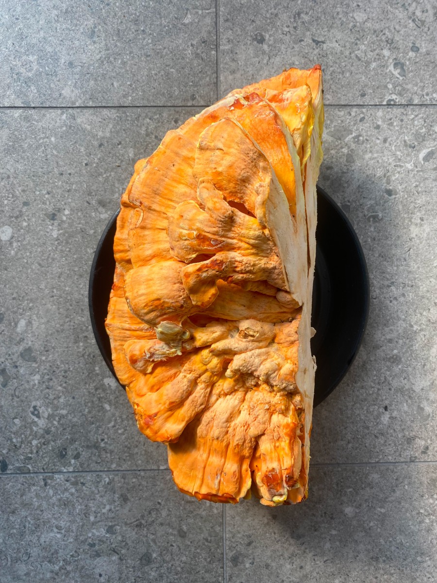 Chicken of the Woods Mushroom