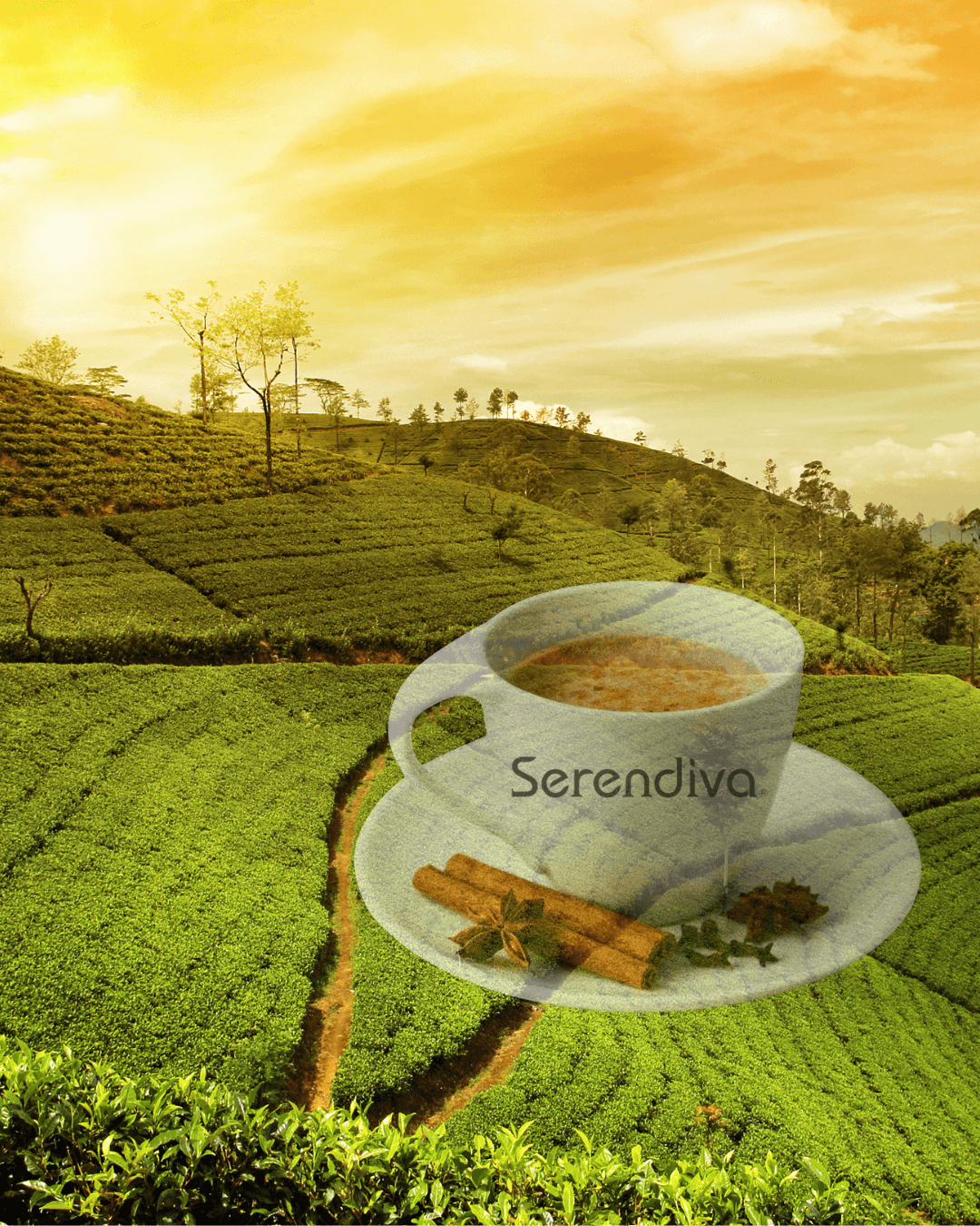Serendiva premium Ceylon tea presentation