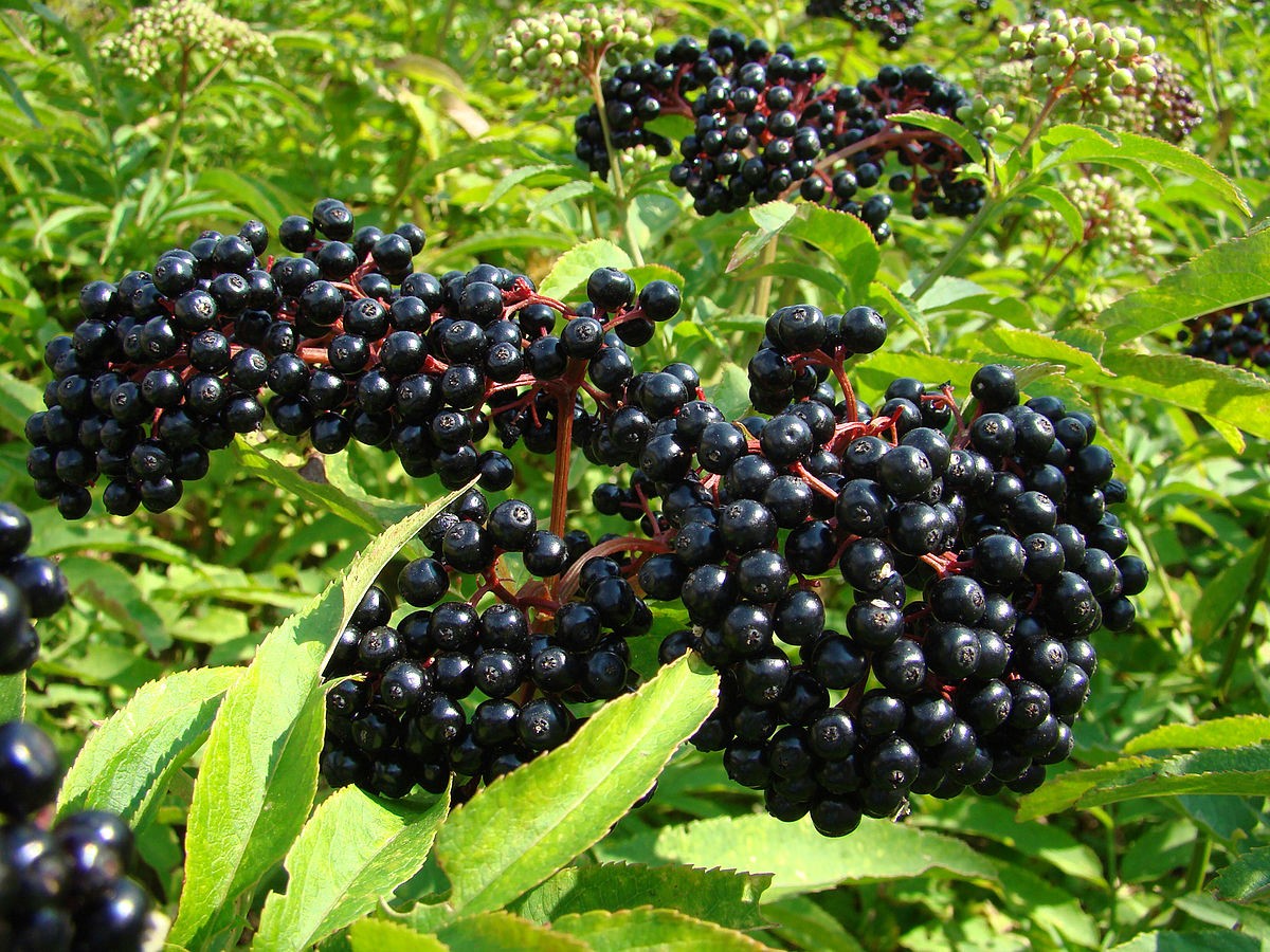 Elderberry Herb Profile