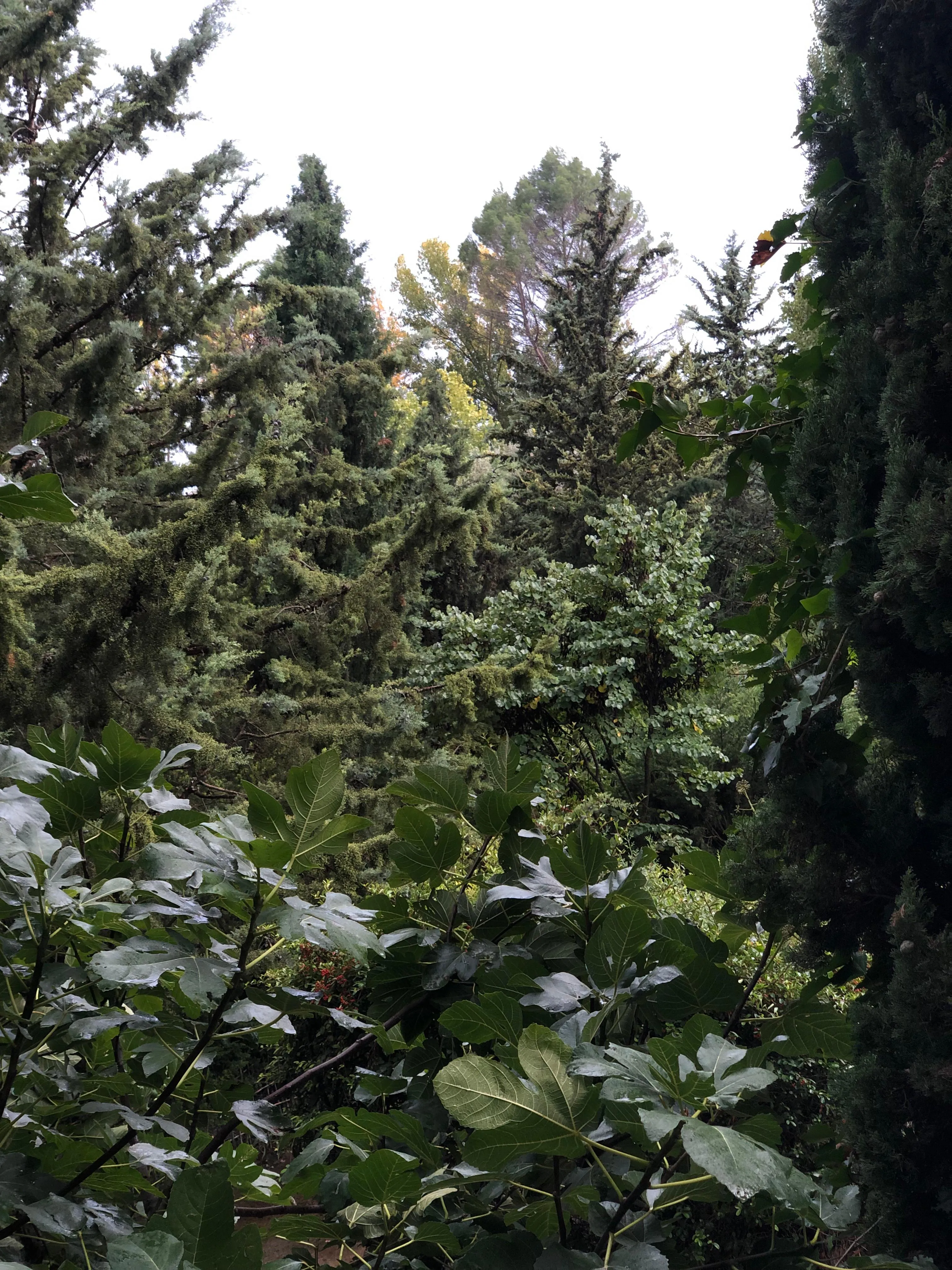 Forest landscape