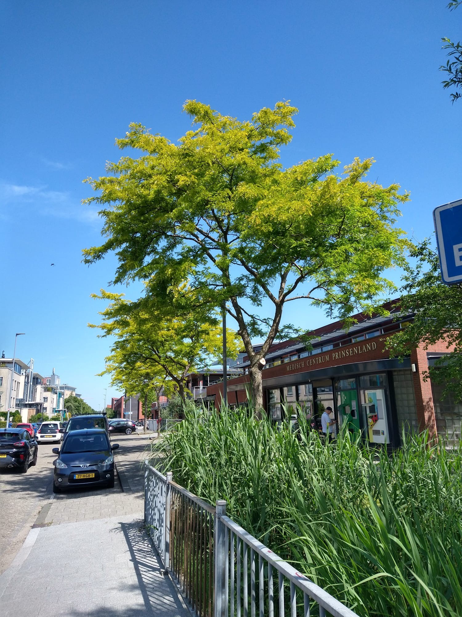 Nieuwe Tuin met een bloeiende boom door Prins Gardens