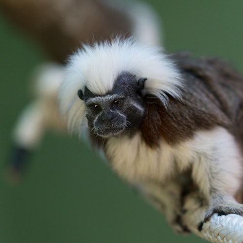 Um pequeno macaco com uma crista branca distintiva e pelos marrons agarra-se a um galho contra um fundo verde desfocado.
