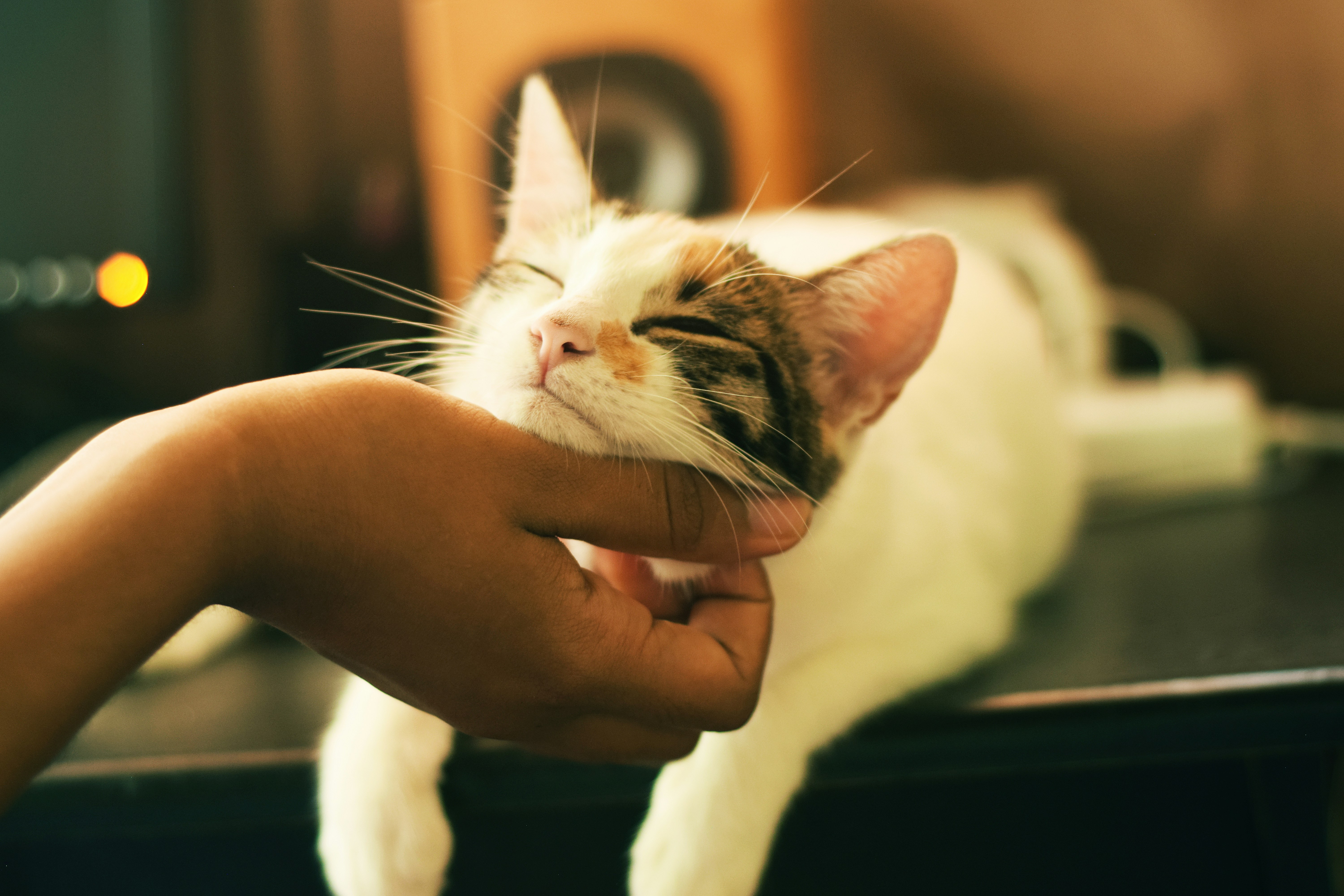 Cat being scratched