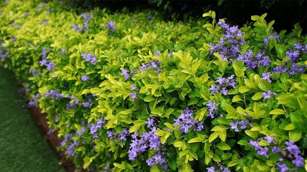 Duranta Shrubs.webp