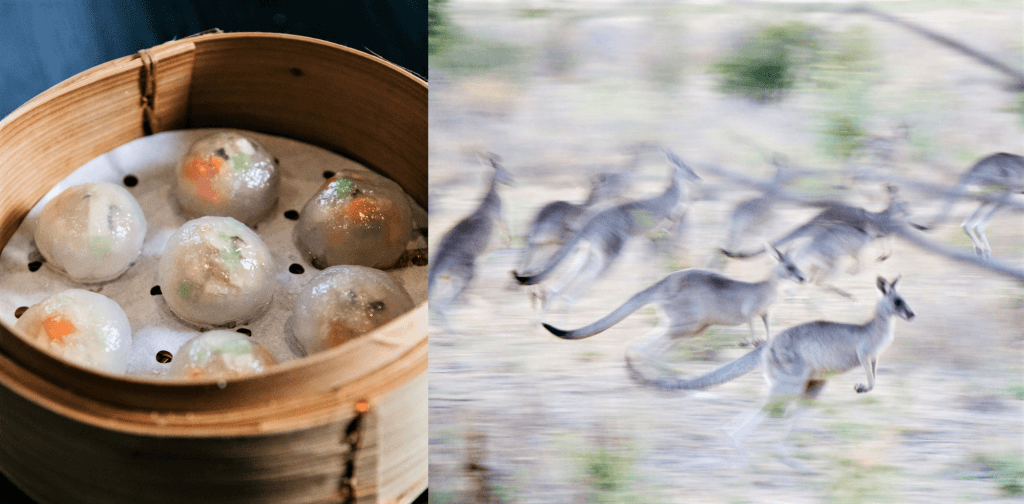 kangaroo dumpling and wild