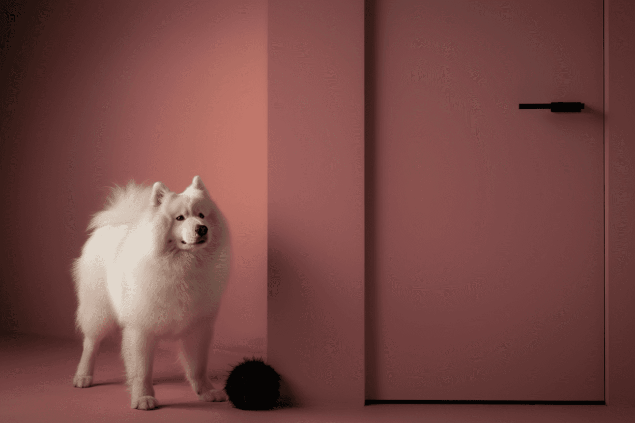 white dog and a door