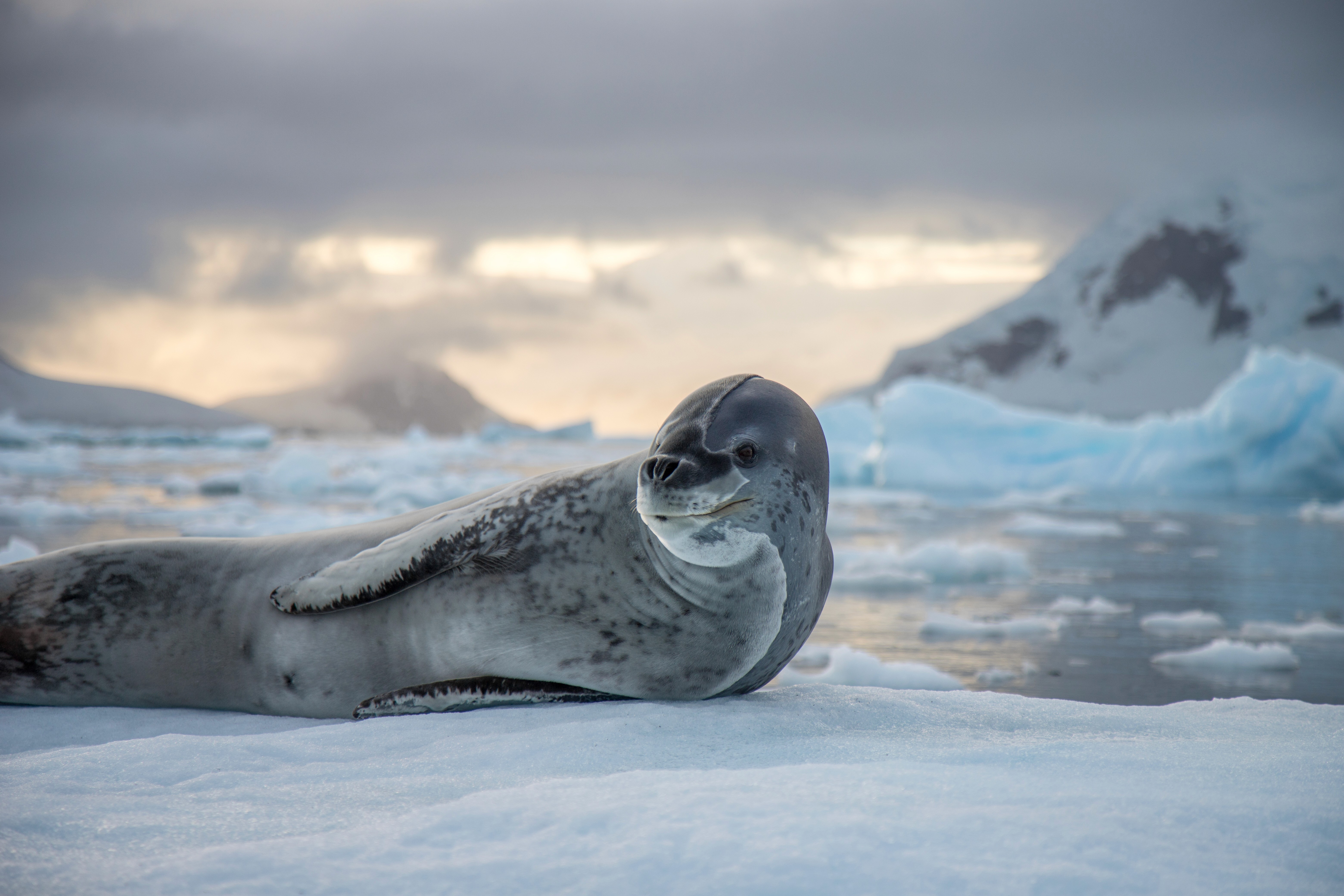 Wildlife in Antarctica